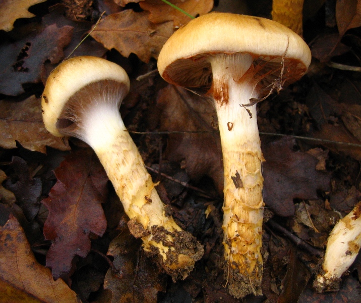 Escursione in querceto, finalmente i funghi!!!